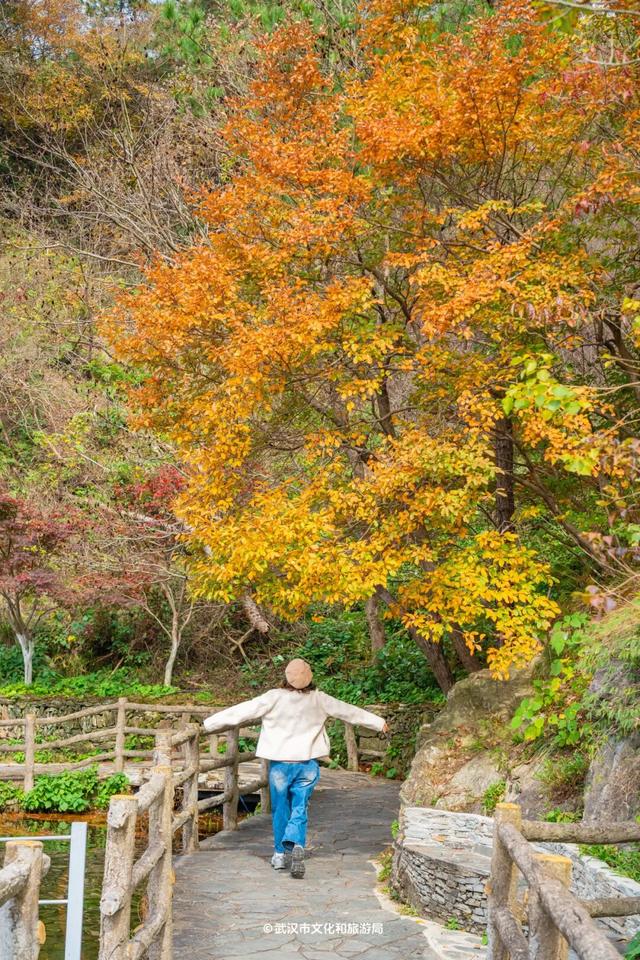 红了！武汉5000余亩红叶树，集体变色