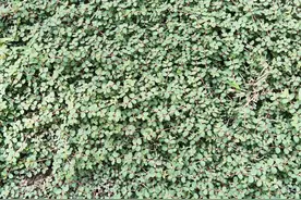 民间仙草 地锦草图片