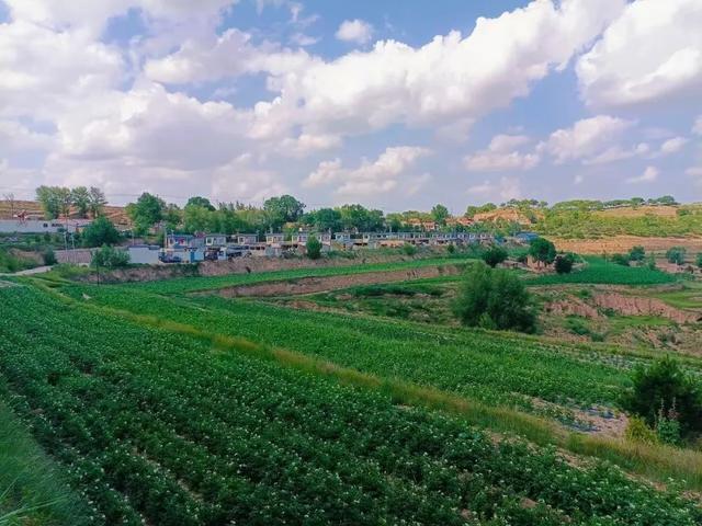 洋芋开花赛牡丹