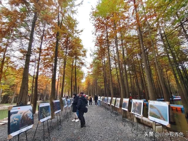 宁国红杉林：观赏指数Ⅱ级！