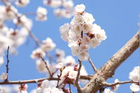 咔嚓~满城春色关不住！双河等你入景中~图片