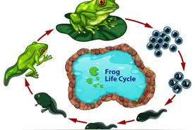 40.7%的两栖类动物面临灭绝风险，气候变化正在加速他们灭绝。图片