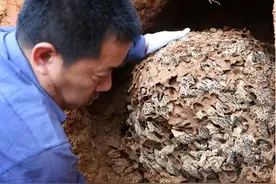 浙江一大坝挖出百万白蚁，三只蚁后生长超10年，能啃穿钢筋水泥？图片