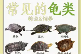 常见的30种龟类合集，你想养哪一种？图片