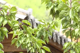 教场中路蓝花楹开了！盛花期预计将在五一图片