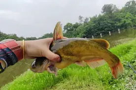 四川女子钓到1斤多黄辣丁，捏手里嘎吱乱叫，黄辣丁能长这么大？图片