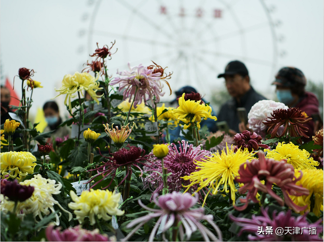 扩散 | 水上公园菊展这天开幕！