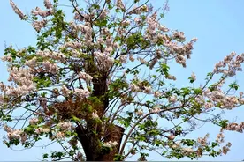 生长快容易成材的泡桐，80年代还大量种植，为何现在没人愿种了？图片