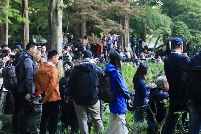 凌晨蹲守只为10分钟！西湖五月奇观光速刷屏，错过等一年