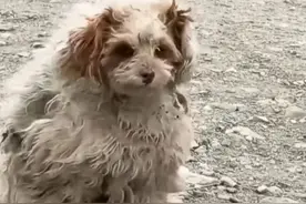 小狗被抛弃在西藏，路过小姐姐一句过来我养你，改变狗狗一生。图片