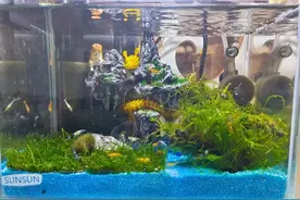 从琳琅满目到大道至简，我对虾缸实现自我繁殖之路的幻想与摆烂图片