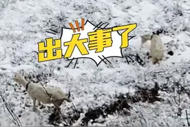 陕西咸阳：一六旬老人在野外放羊时，不料遭羊“暗算”，被羊顶下约35米深的土沟图片