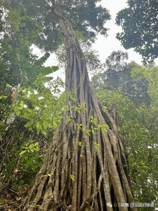 华媒走进西双版纳原始森林公园：看孔雀飞舞 访爱伲山寨 探原始森林