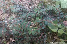 长痔疮很尴尬，农村1种“痔疮草”，路边就有，过去有痔疮就找它图片