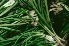 宁夏精品 | 形似“鸡腿”的同心红葱图片