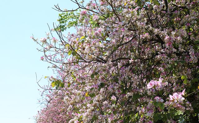 春日限定浪漫！郑屯镇宫粉羊蹄甲盛放