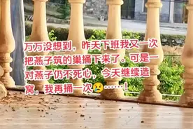 造孽！燕子搭窝本是带来福运的好事，江西一女子却给一杆捅塌图片