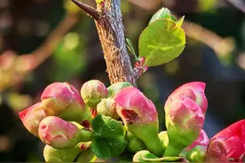 党政机关公文排版规范图片