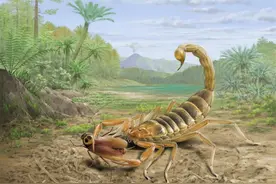 这种化石，中国只发现了四块图片