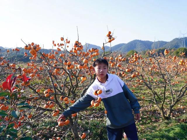 柴桑区新塘乡胡桥村:千亩柿红引客来