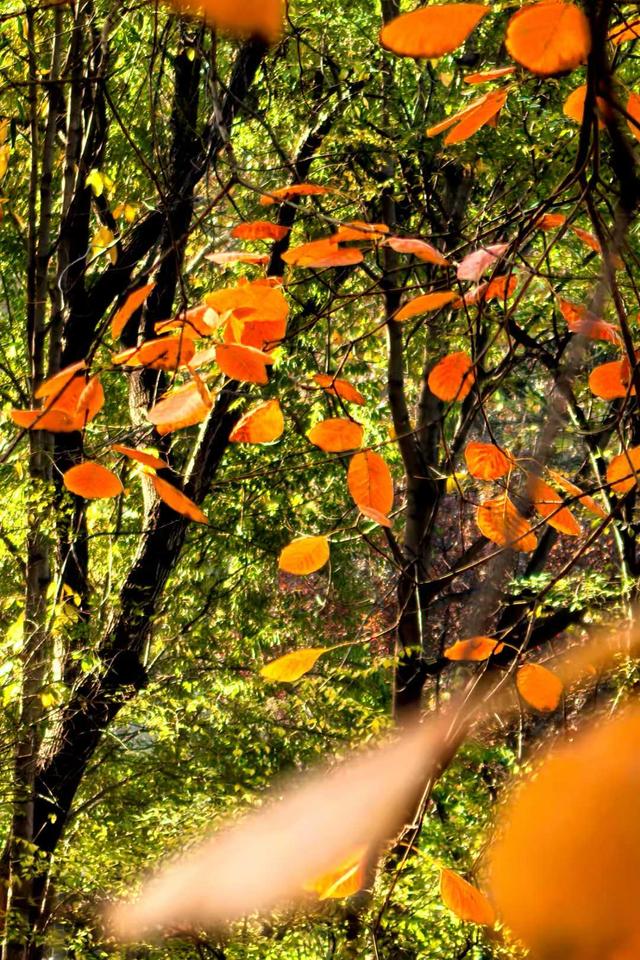 小雪｜冬意初临时，风物成画，岁月如诗