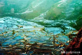 “水稻上山”引争议，作为云南人，我是有发言权的图片