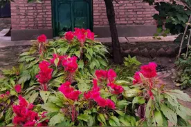 为何老一辈说：桃养人，杏伤人，李子树下埋死人？图片