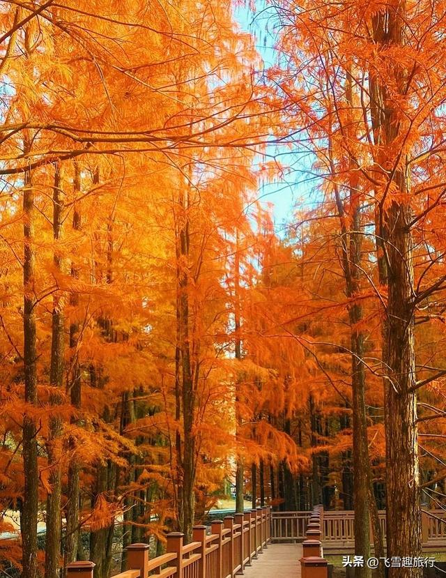 从杭州出发，一小时左右车程，五个风格各异的绝佳赏秋地