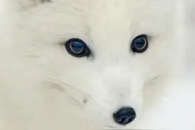 我是你千年前放生的白狐图片