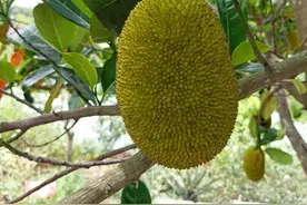 民间仙草 菠萝蜜图片