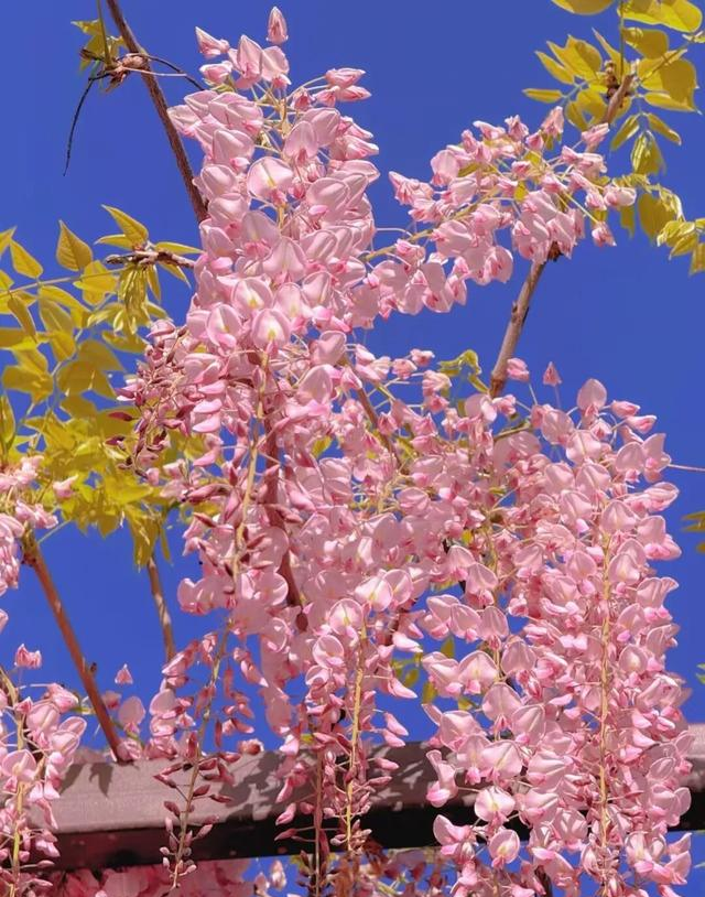 北京一处“最壮观”的紫藤花公园，犹如仙境一样美，震撼至极！