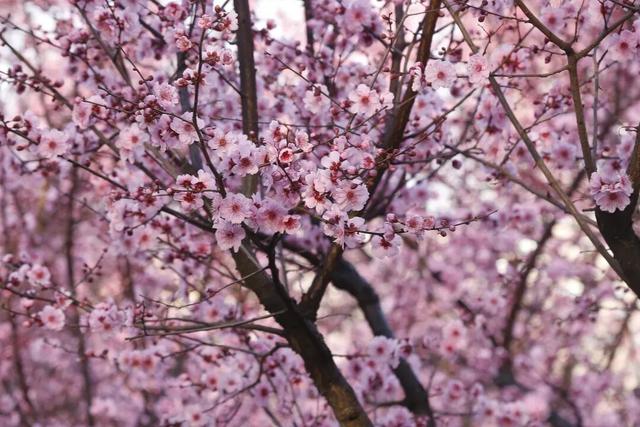 超值！植物园这片美人梅开men了