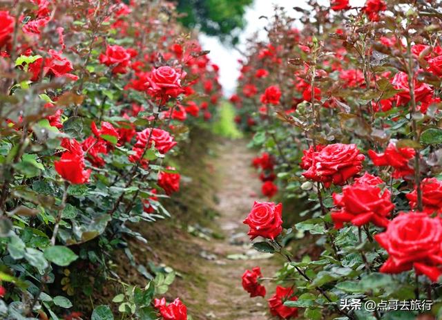 成都玫瑰、月季花开爆了，免费才最美，采摘玫瑰低至1元，划算！
