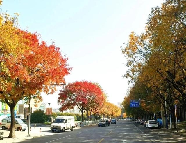 秋色浓度已拉满，谁还没偶遇申城街头的 “赤橙黄绿交响曲”？