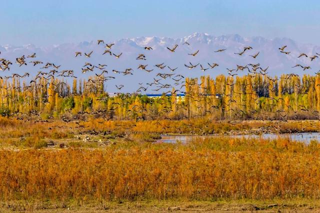 鸿雁带霜来，秋色始斑斓
