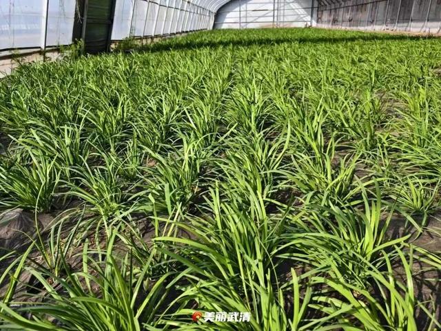 清明小长假，去武清“撒野”！