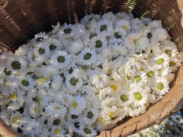 秋日限定！歙县黄山贡菊惊艳上线，邂逅山野绝美盛景 | 皖美冬日 | 第十五届安徽国际文化旅游节