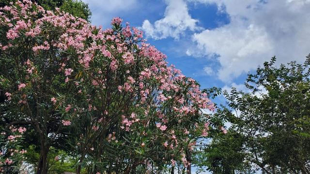 被严重低估的贵州毕节：这100多平方公里的杜鹃，不看真的会后悔