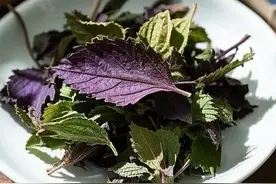 中药科普：紫苏叶图片