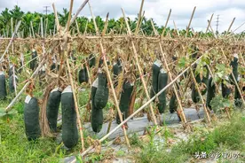 草木灰是个宝，它到底有啥作用？什么时间施用最好？图片