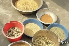 养鱼使用粮食类饲料的饲喂方法图片