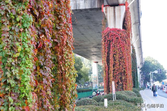邂逅初冬美景，上海地铁11号线安亭段桥墩爬山虎红了