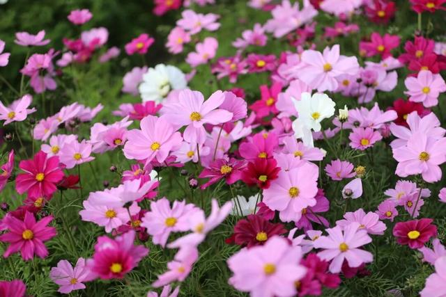太美了！平南这里有一大片格桑花海