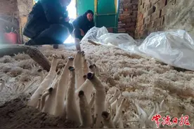 玉米芯“变废为宝” 助力群众增收图片