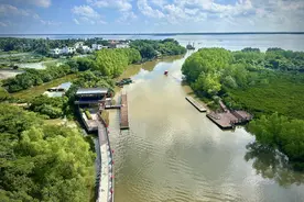 浮想联翩，置身红树林的诗意世界图片