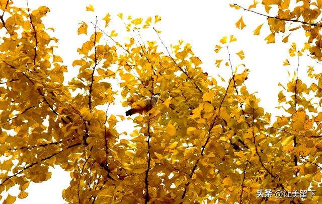 贵州贵阳乌当区百宜镇拐吉村的银杏树叶梯次金黄