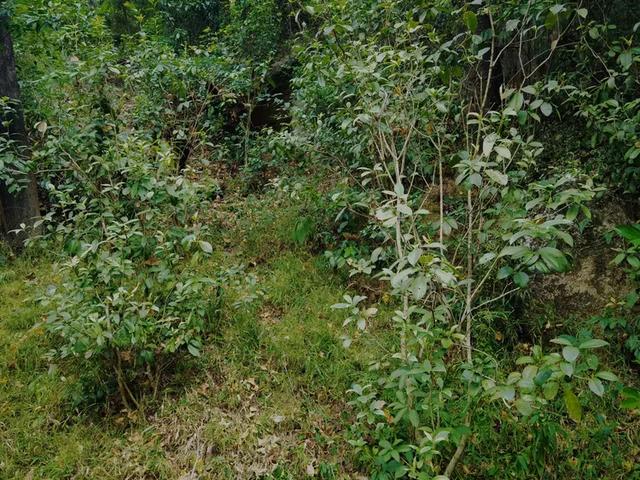 “若得一日闲 山中品千年” 游泉州清源山