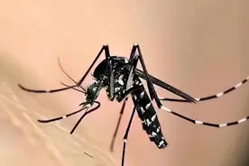 花蚊子入侵我国五十年，它究竟从哪来？为何会令人闻风丧胆？图片