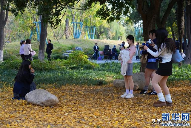 河南南阳：银杏美景吸引市民