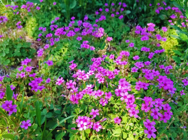 在虎山公园邂逅繁花盛景 解锁初夏浪漫
